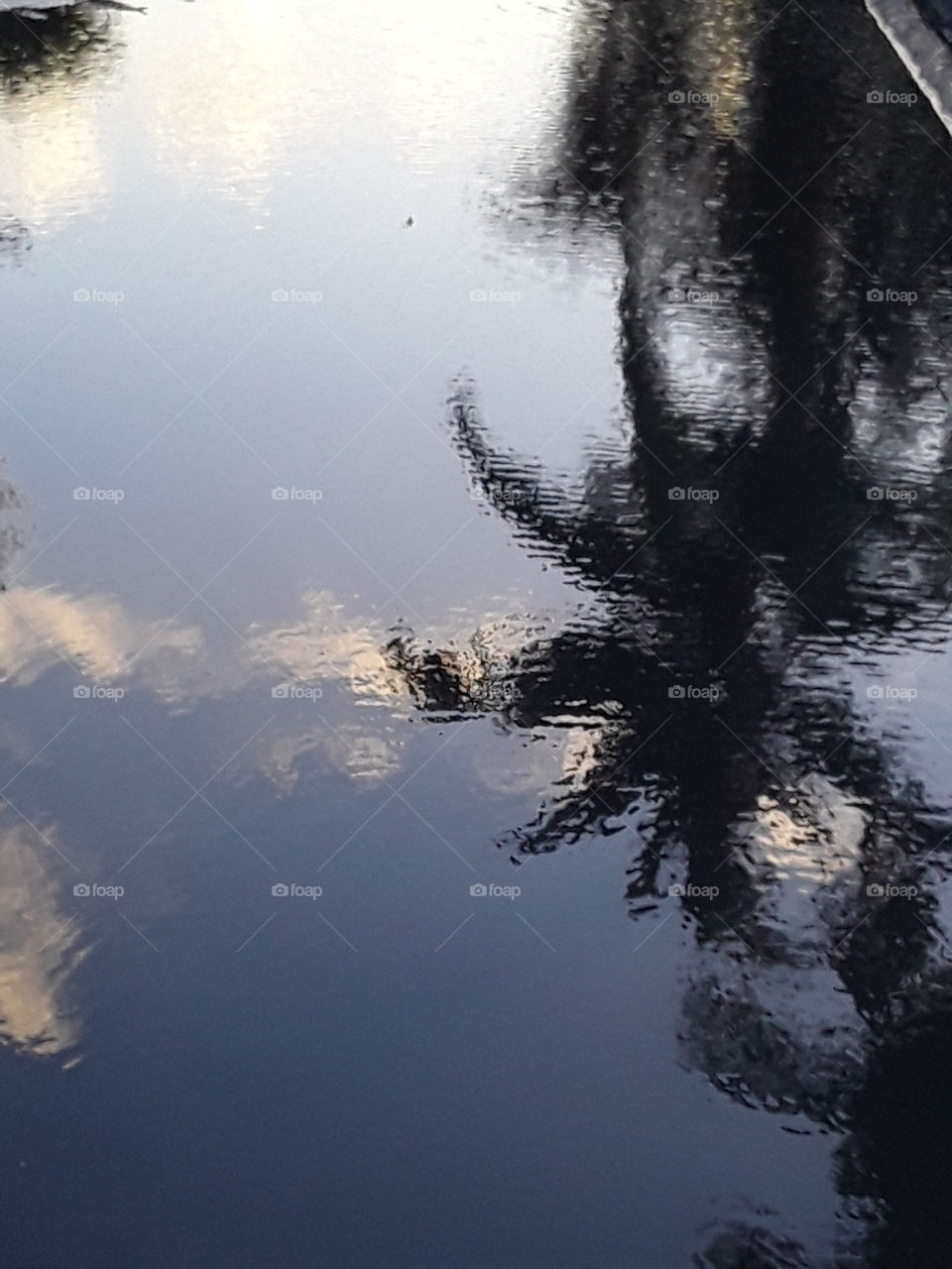 Reflection in a puddle; sky, clouds, palms.