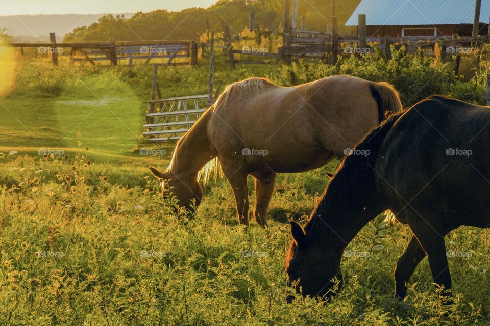 Horses in pasture 