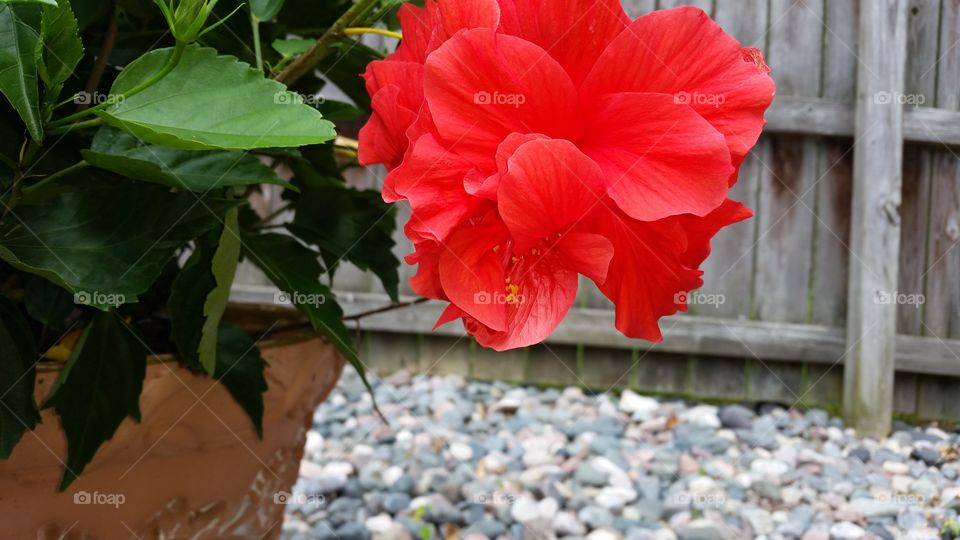 Hibiscus plant