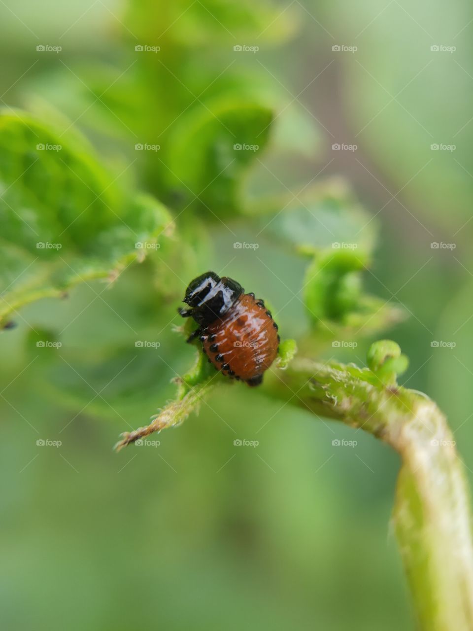 Colorado potato beetle eats potato leaves