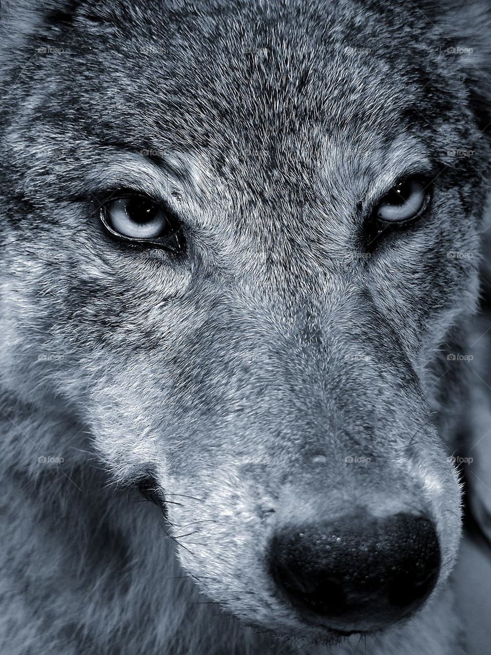 Animals. Mammals. Predators. White wolf. The magnetic gaze of a wild beast