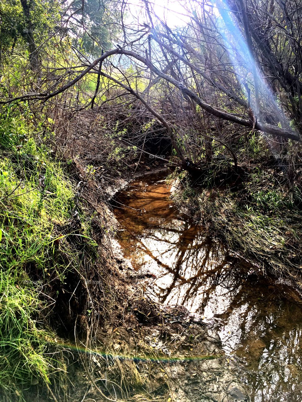 Beautiful little stream of water