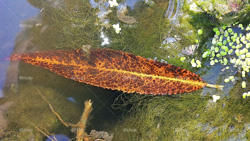 Fall Rain Reflection