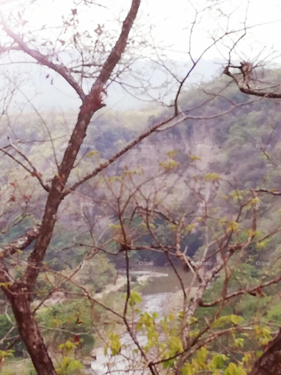 canopy spam over the river