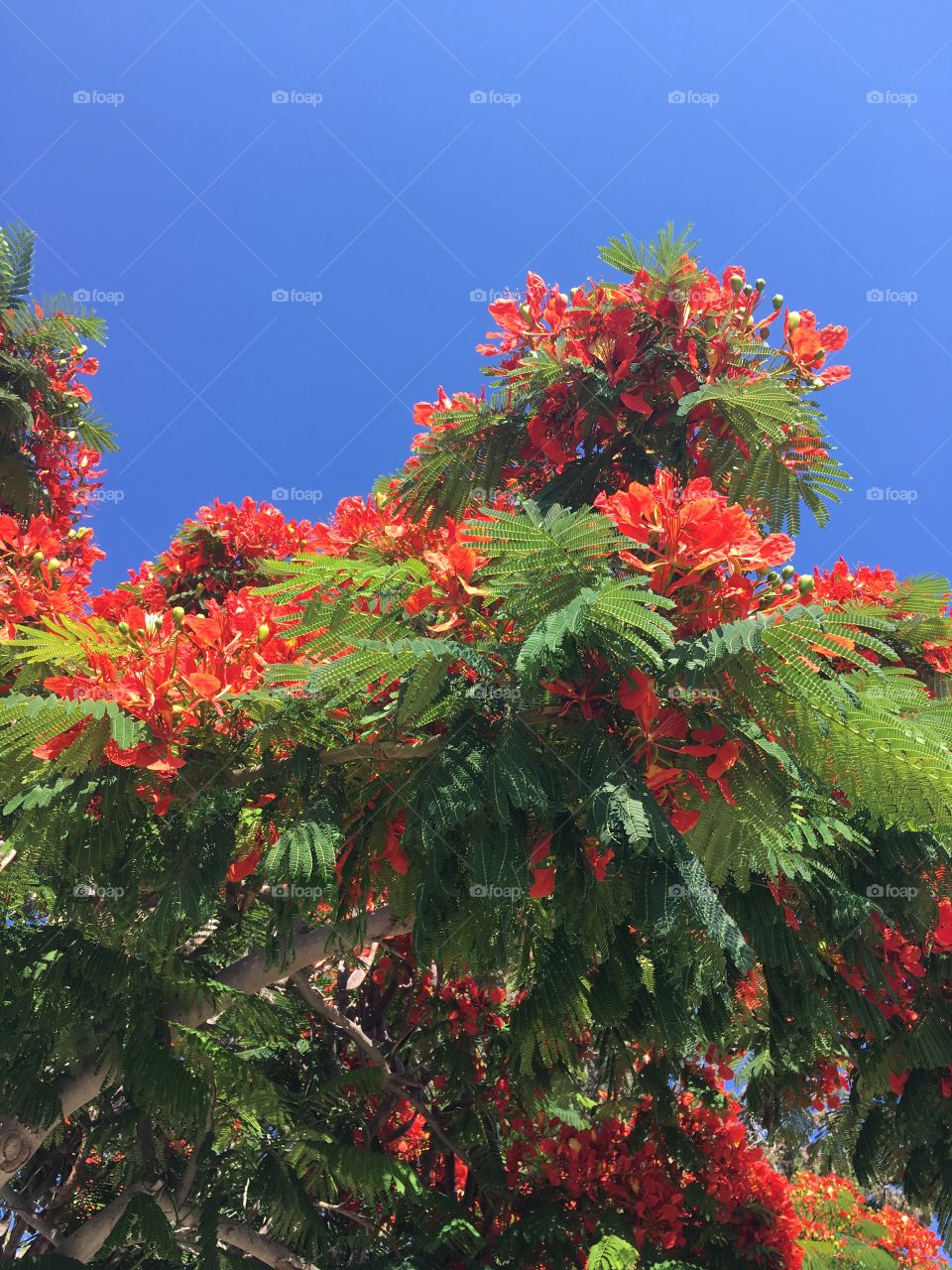 Flowers and sky