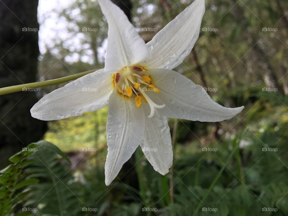 Close-up of white lily