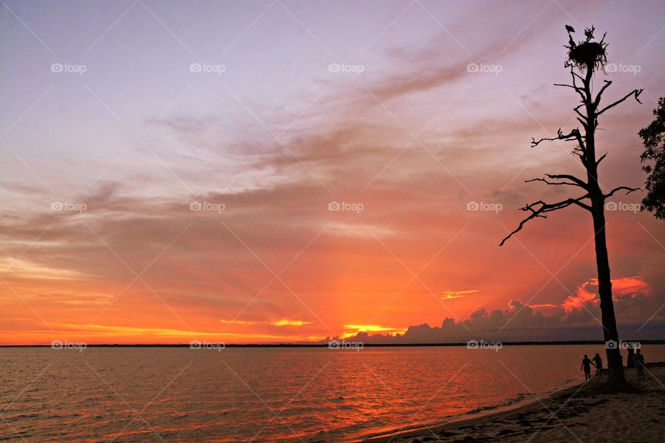 Magic of the Sunset - The radiance of the beautIful peach colored sky from the descending sunset was glorious to behold and increasing every moment in splendor. Pine tree with nesting bird silhouettes stand tall