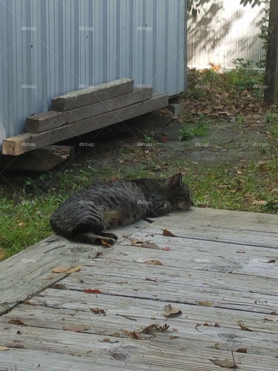 Stray Cat Napping on My Porch