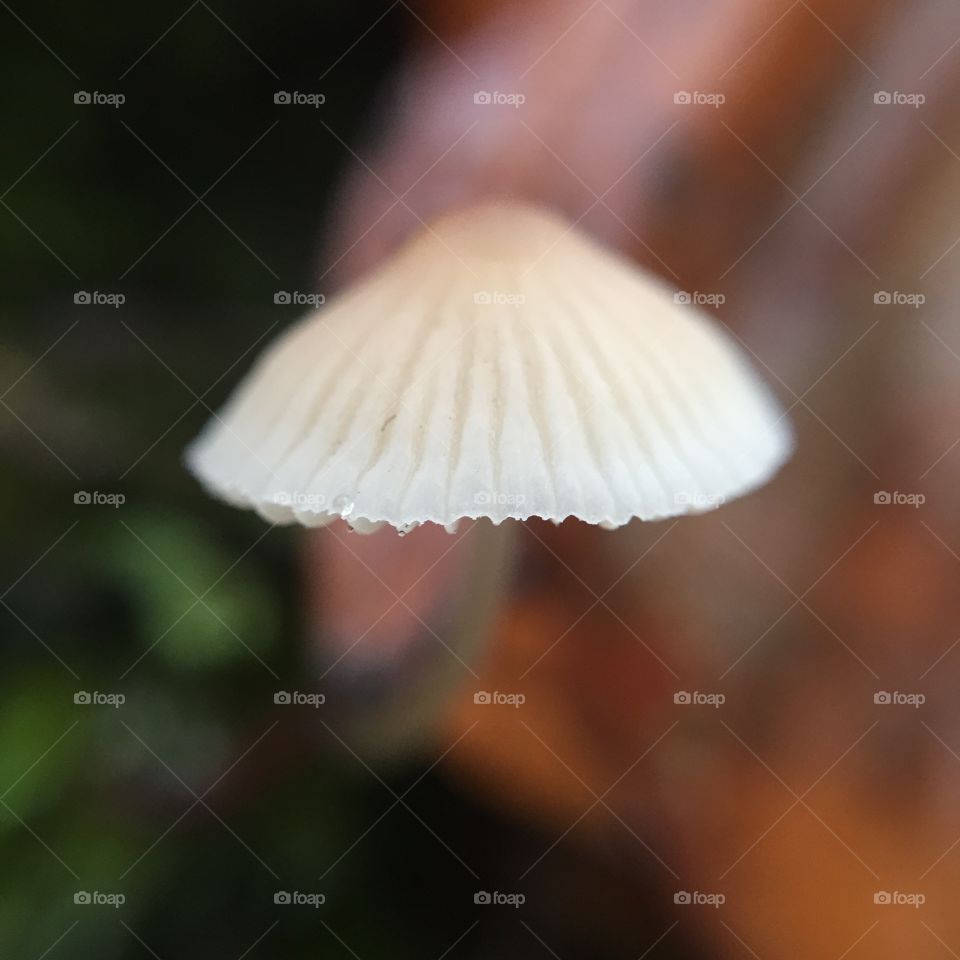 No Person, Nature, Wood, Fungus, Mushroom
