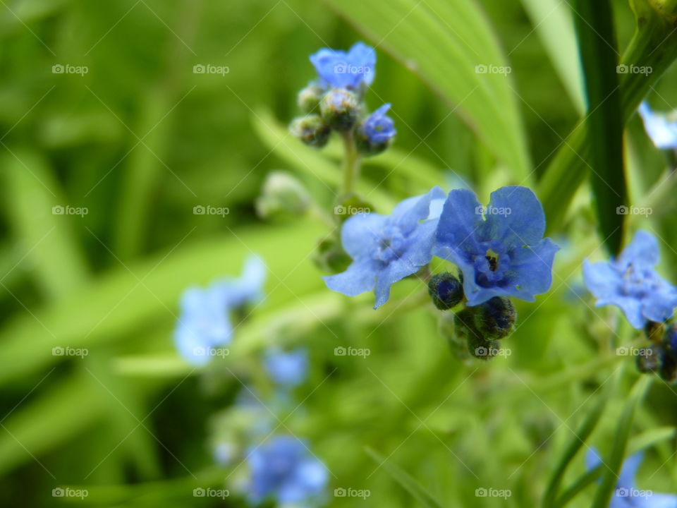 Blue Petals
