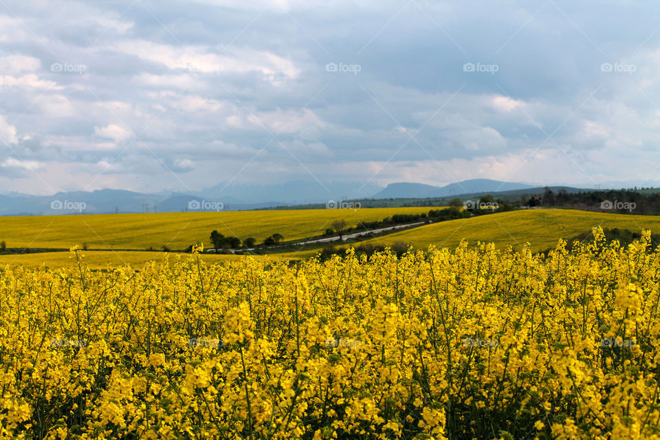 yellow fields