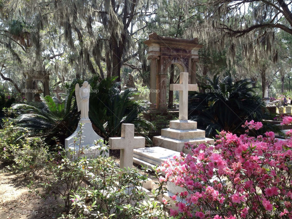 Garden, Flower, Tree, No Person, Flora