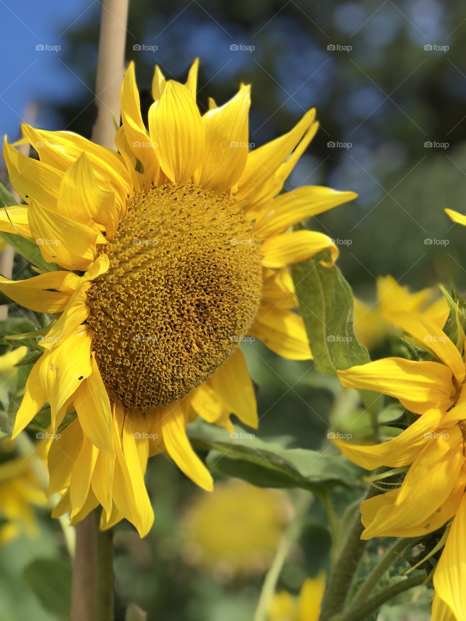 Sunflowers 🌻