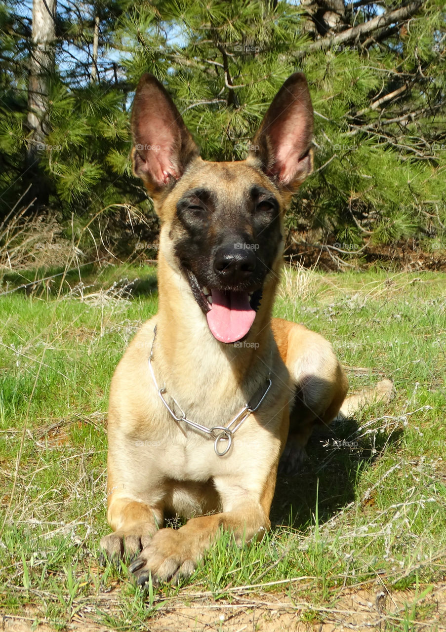 Belgian shepherd malinois dog