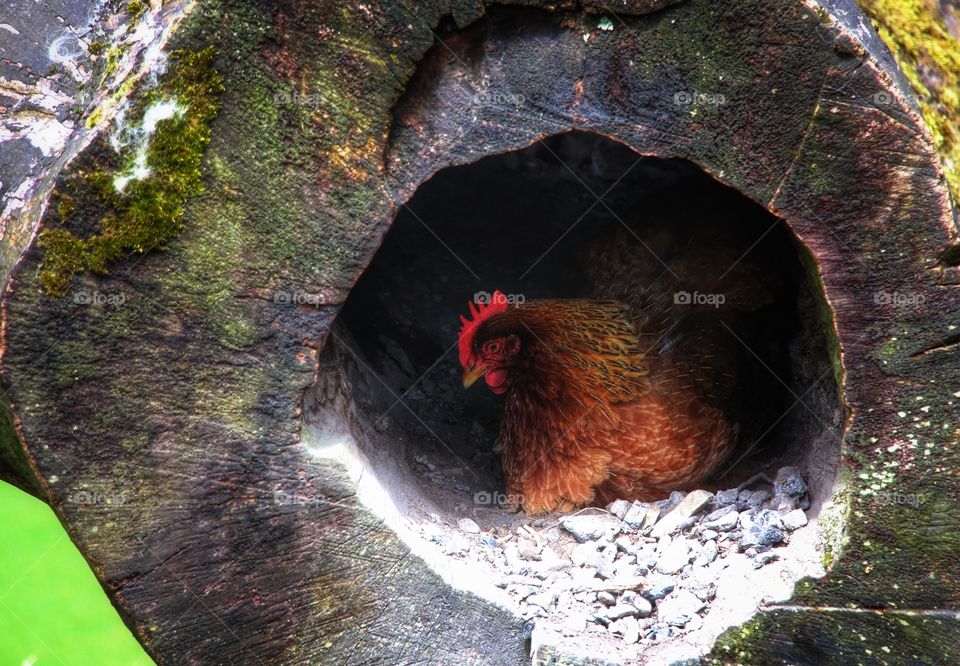 Home from home. A dry place to nest