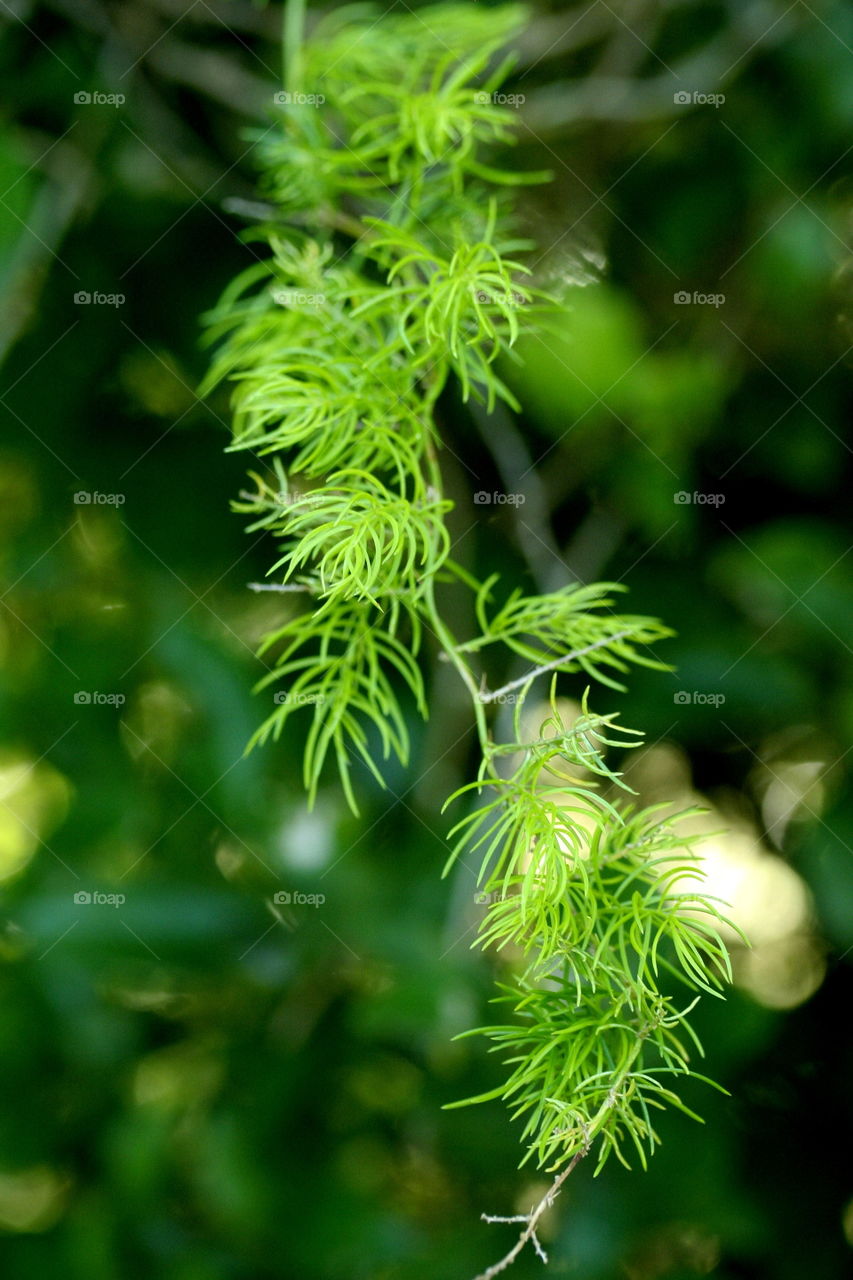 Hanging fern
