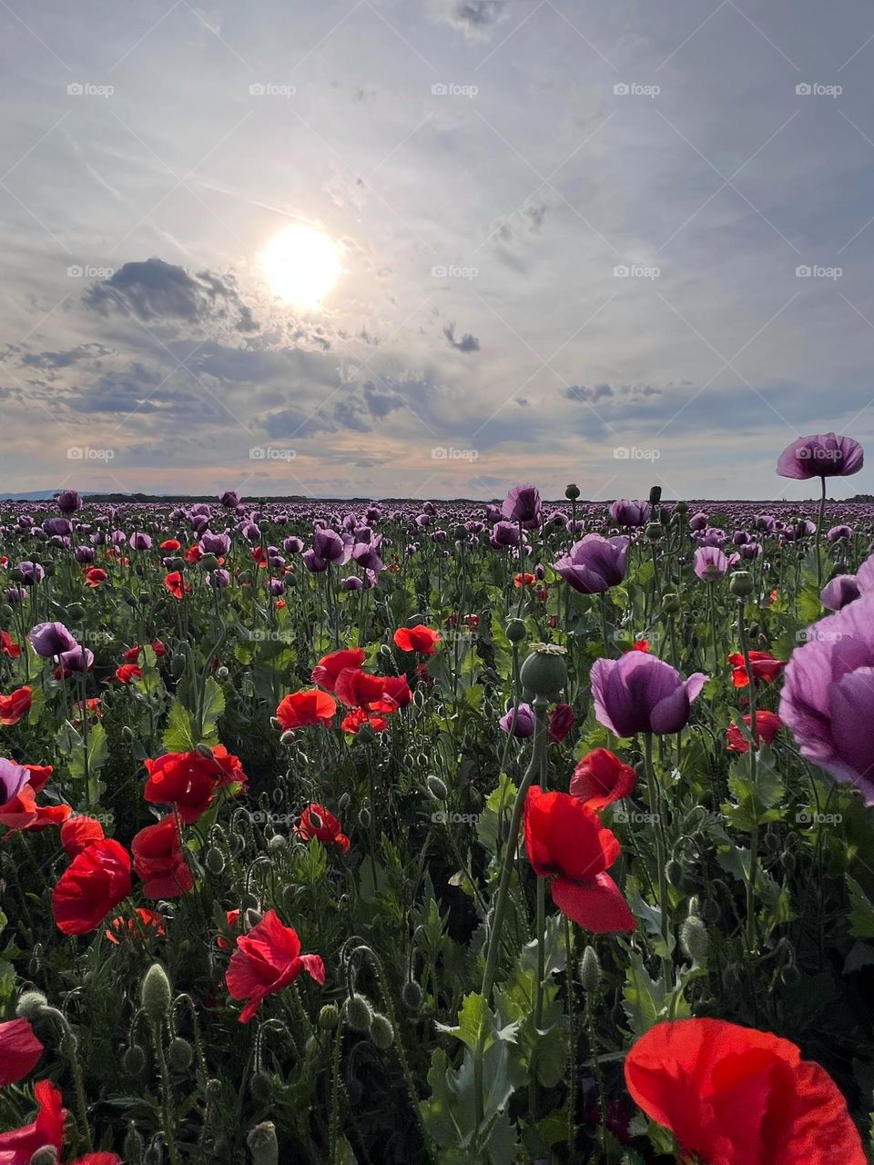 Poppy flower field