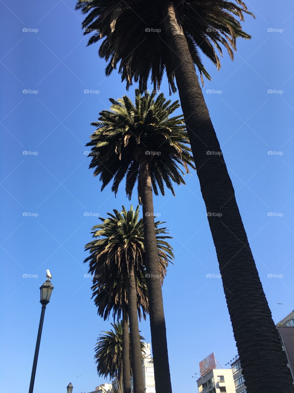  Viña Del Mar, Chile