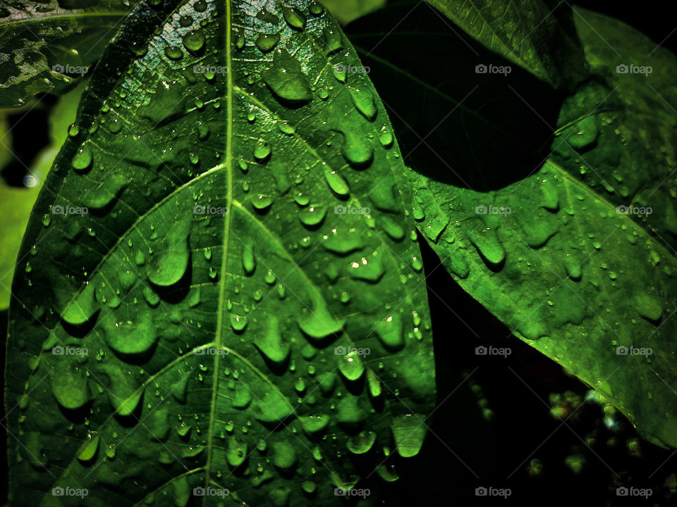 Rain drops