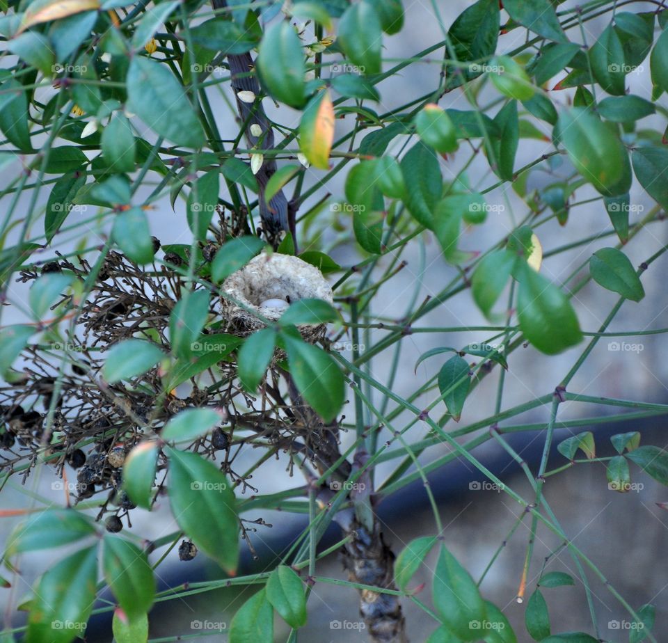 hummingbird's nest and egg