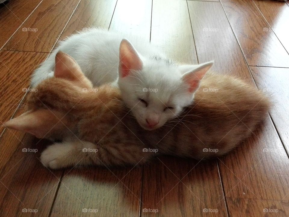 Napping kittens