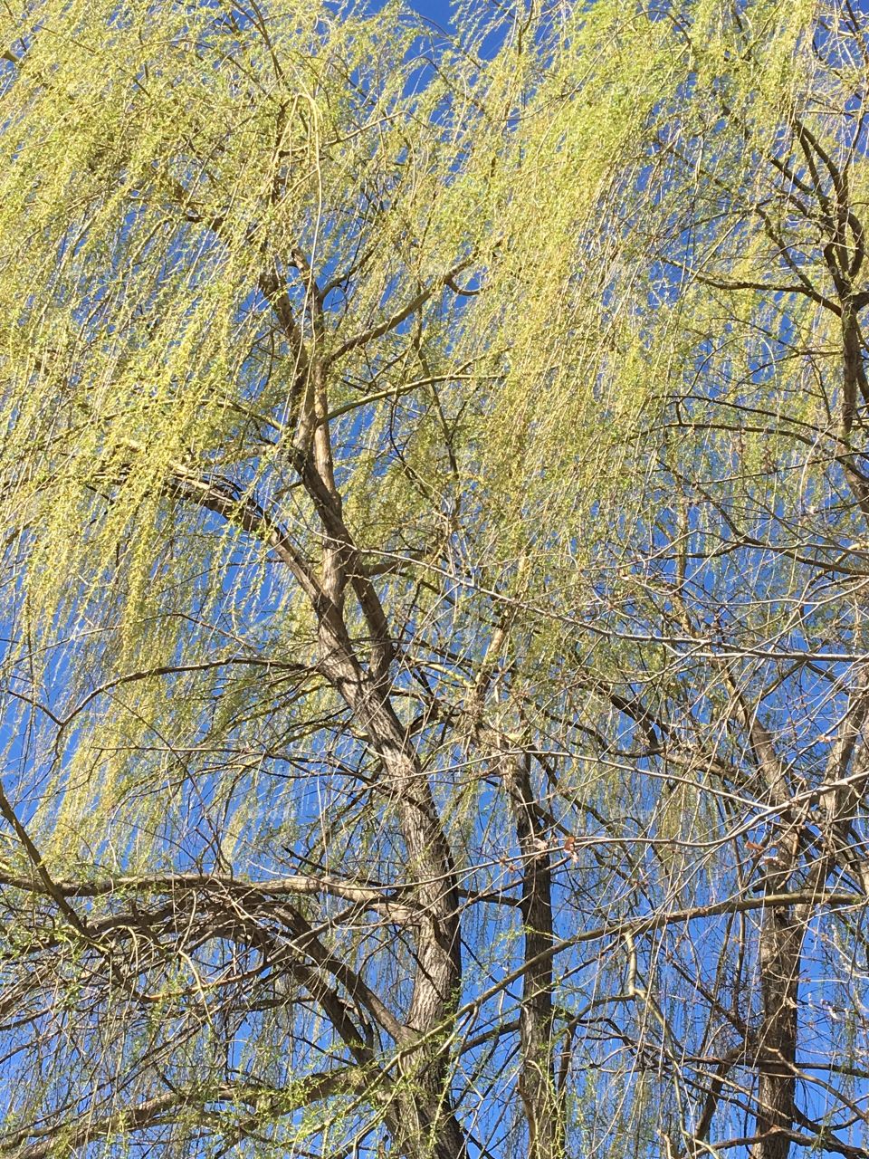 Weeping willow 