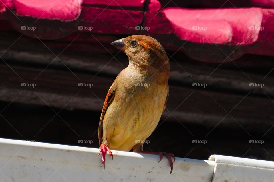 A tiny bird in search of food