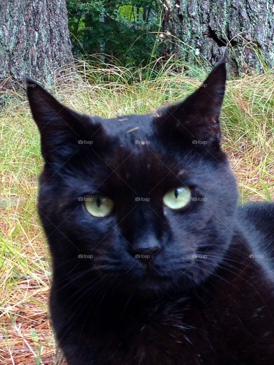 CAT FELINE KITTY BLACK