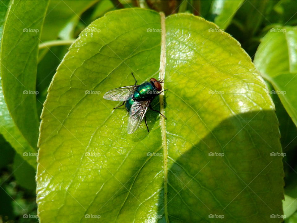 flies, leaf pear