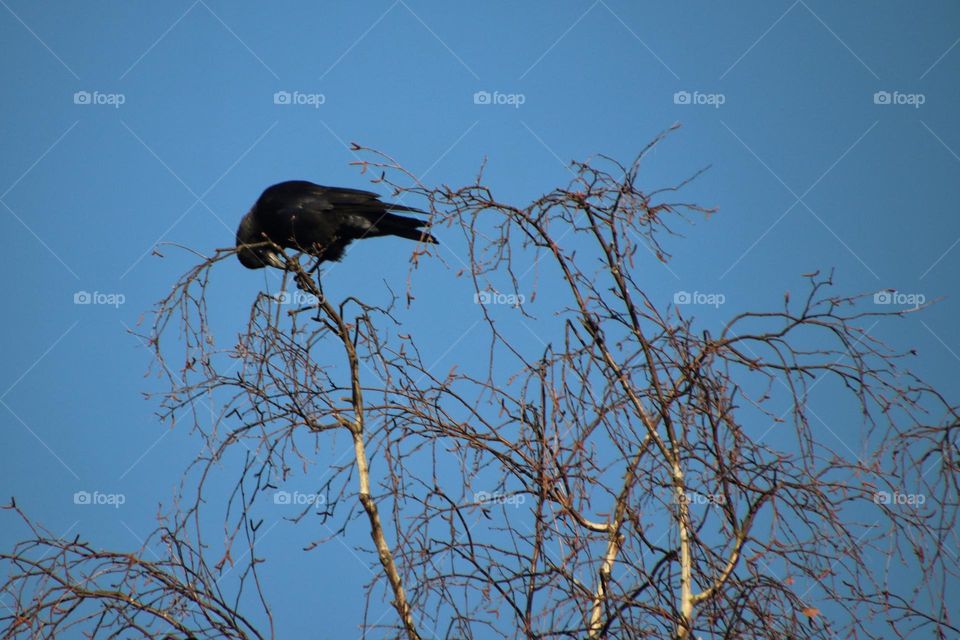 A black crow sits on a bare birch tree and eats buds in winter under clear blue sky