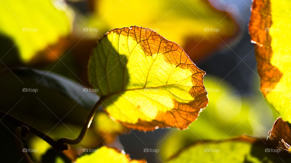 kiwi fruit leafs in autumn fall in the sun
