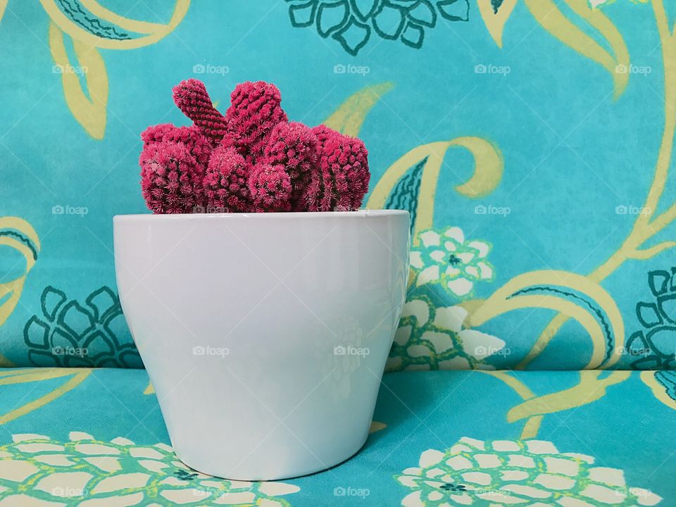 Pink cactus 