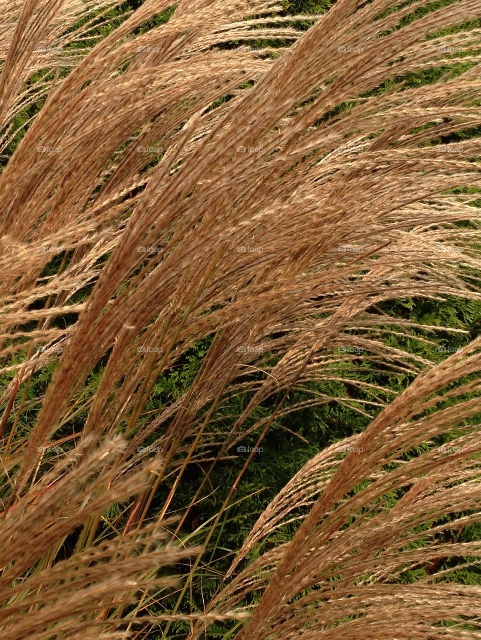 Ornamental Grass