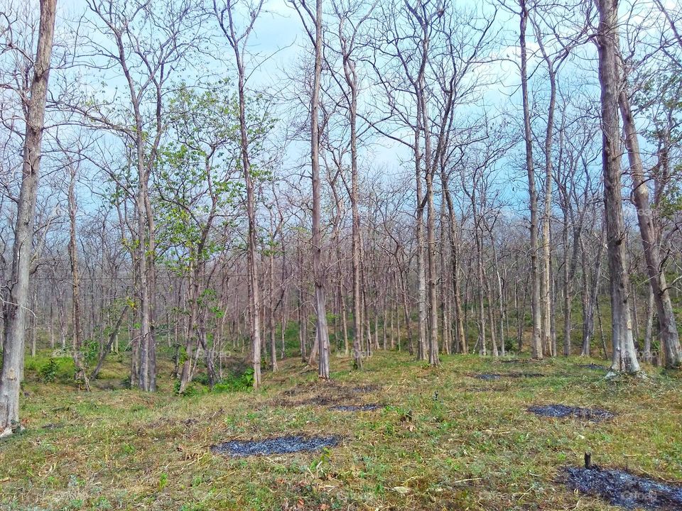Teak plants in the dry season drop their leaves to reduce evaporation