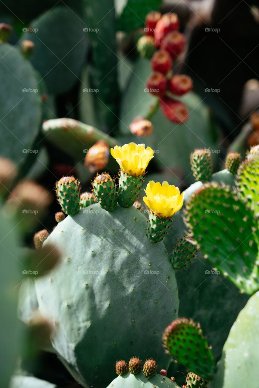Blooming cactus opuntia