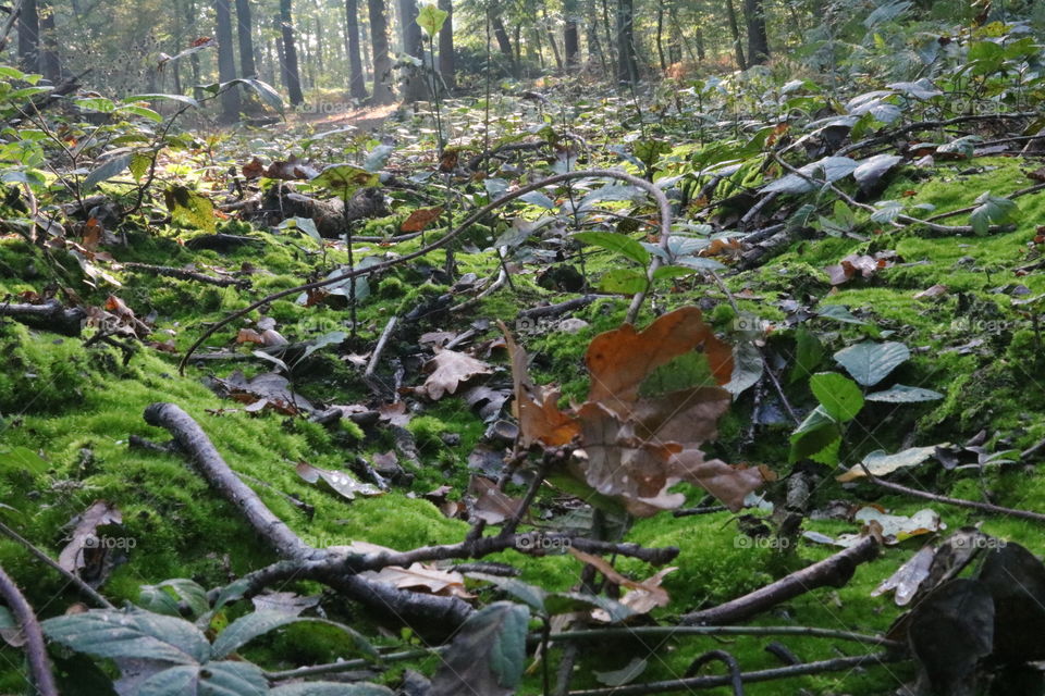 Day in the forrest