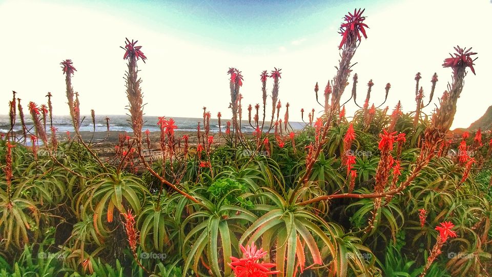 Aloe plants on the coast in Stormsrivier - South Africa