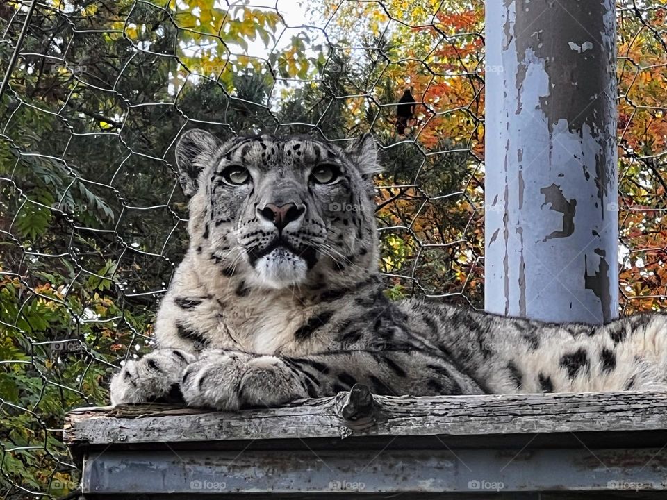 Close up of the majestic beautiful rare snow leopard ounce laying on the wooden platform in his aviary in the zoo 