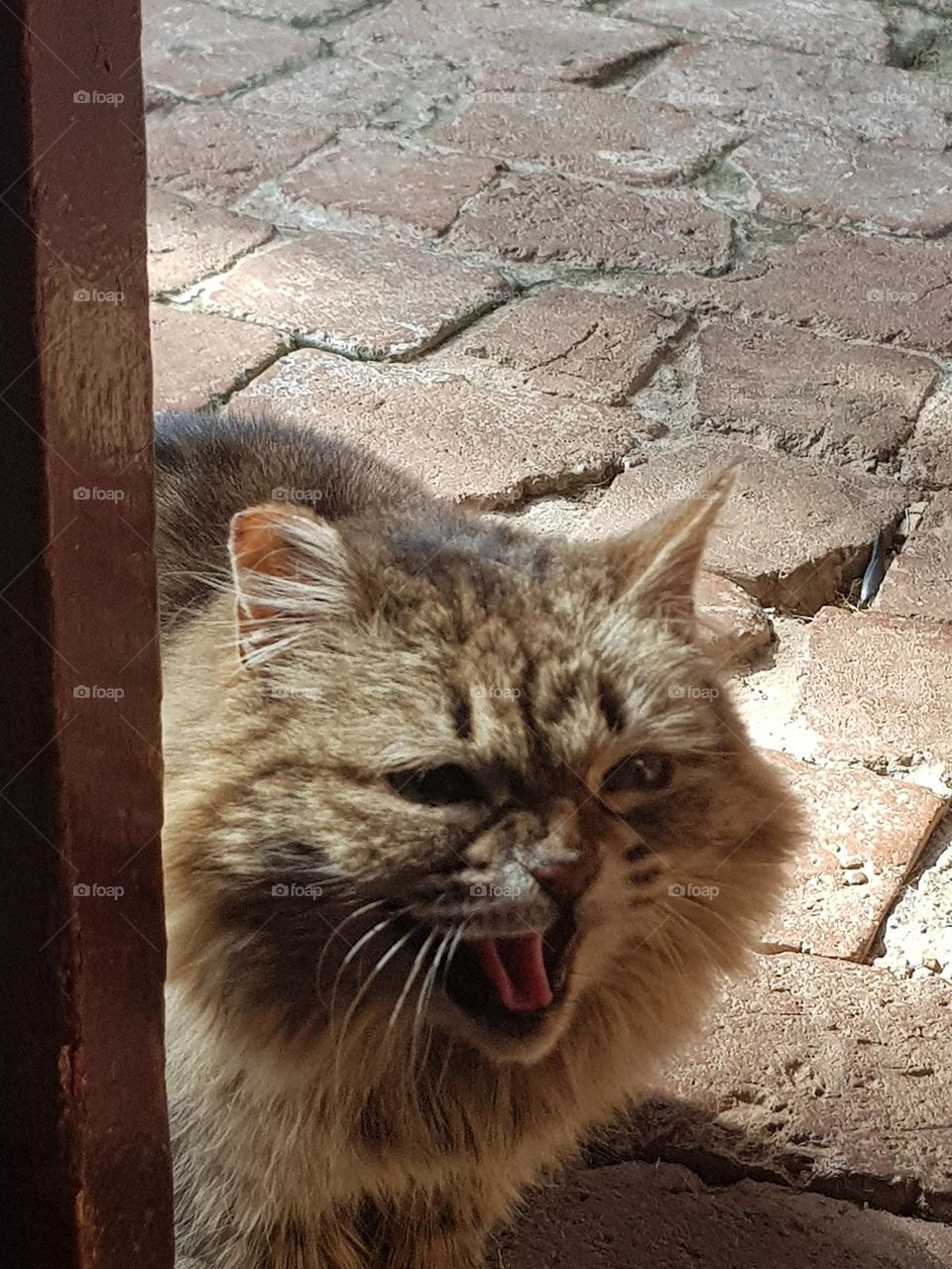 angry cat