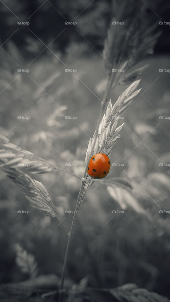 red, lady bug, black and white, bugs, nature
