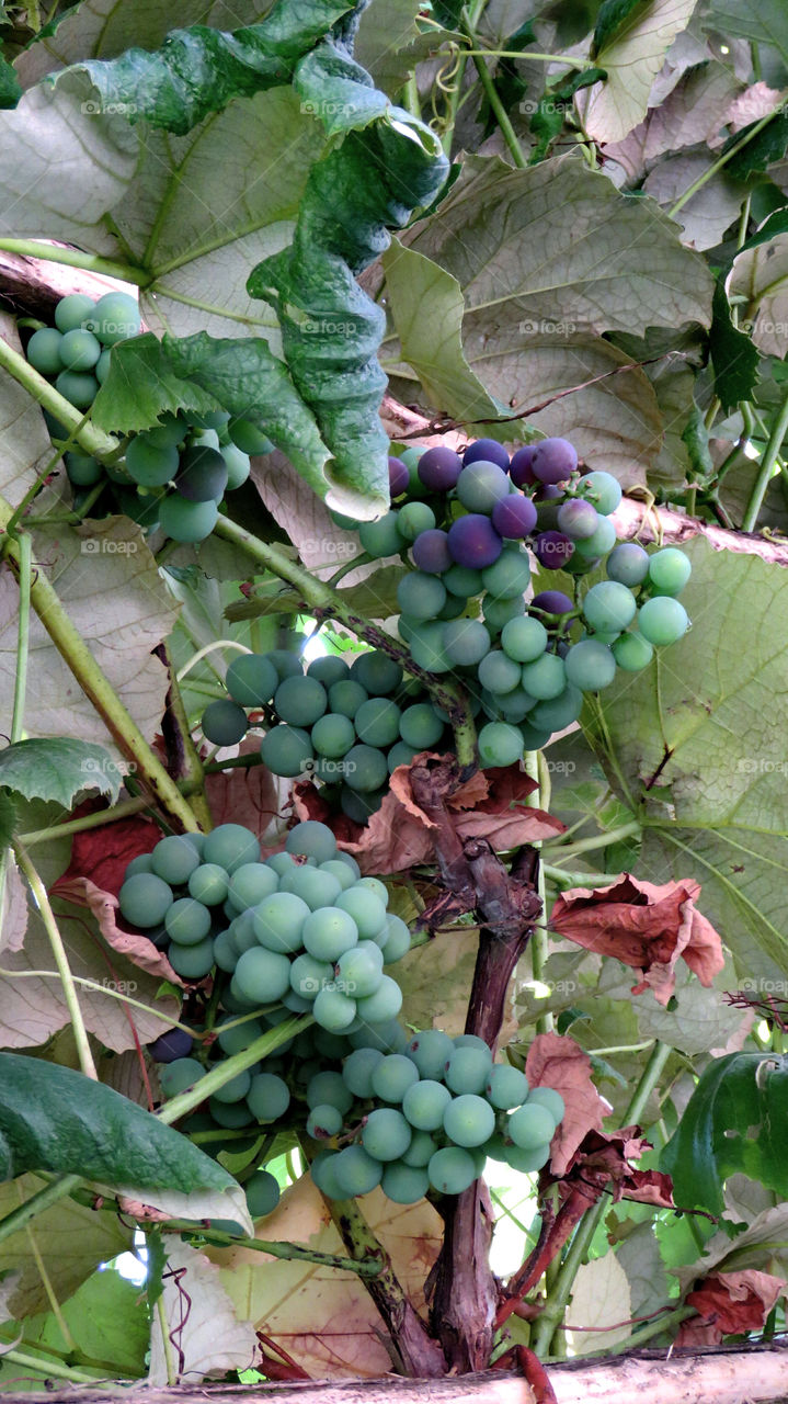 Grapes
