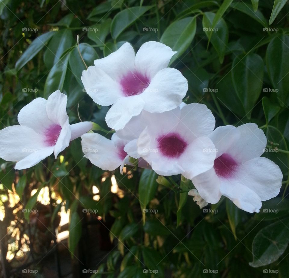 close up of white flowers with a purple center
