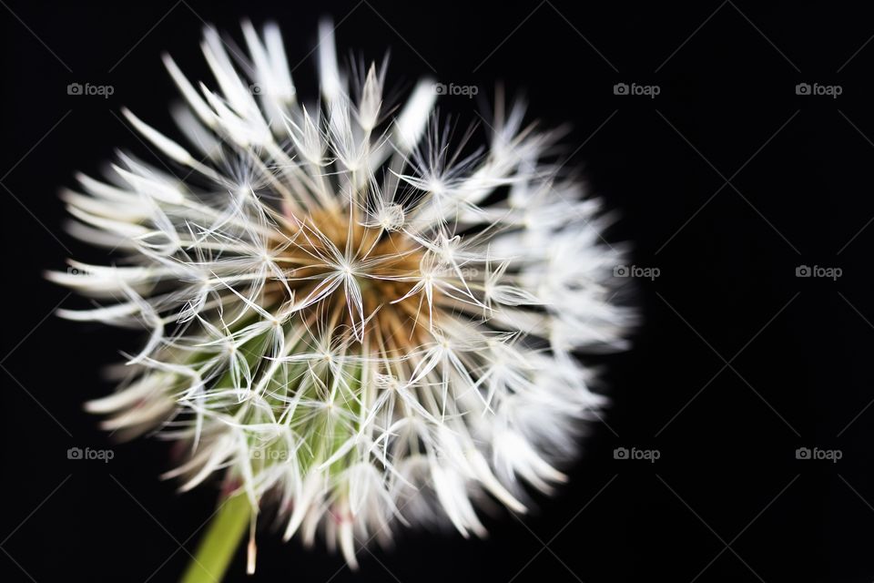 Dried dandelion macro