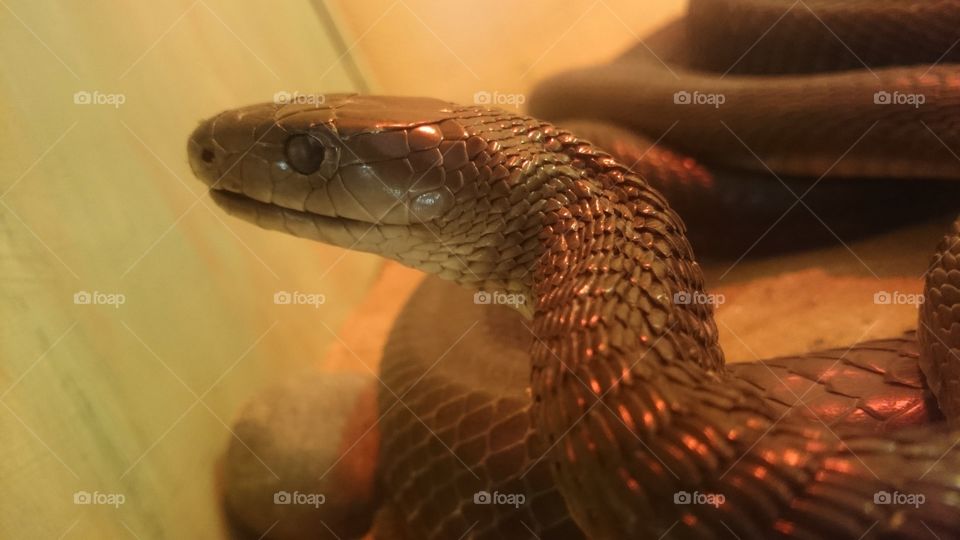 Black Mamba close up