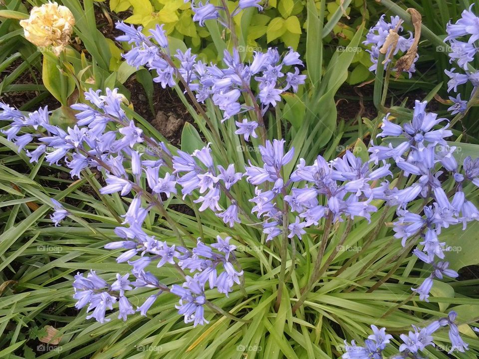 purple flowers