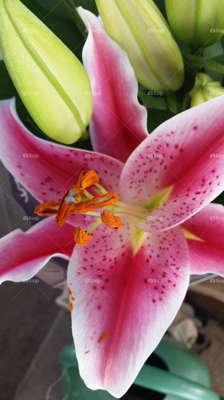 Pink flower in bloom