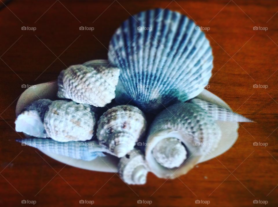 Some find at the beach today...