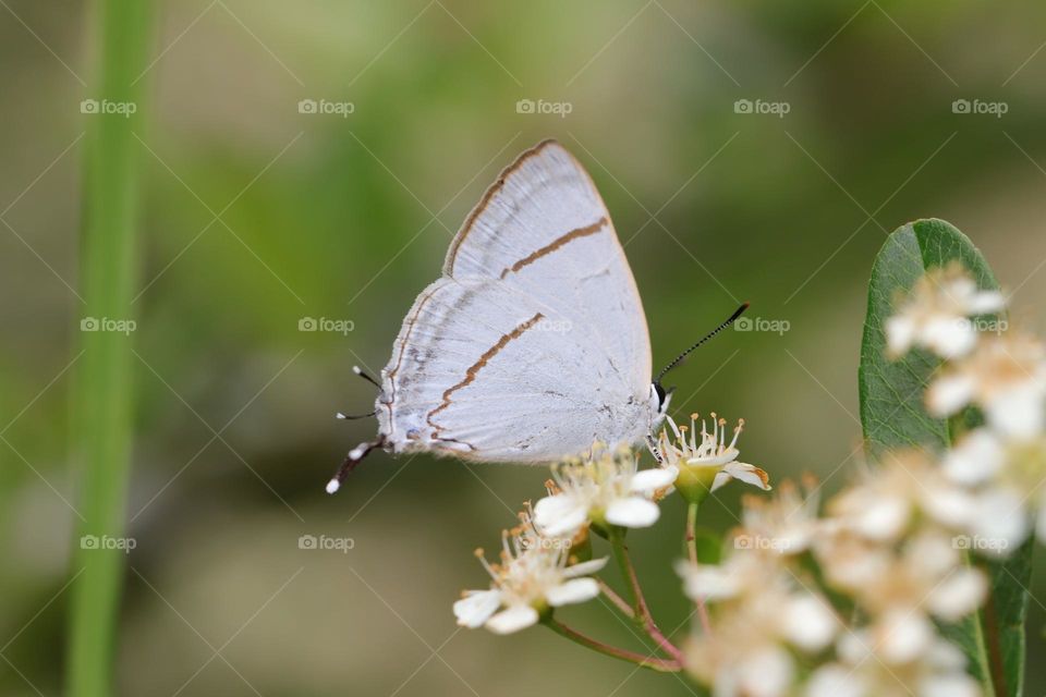 Beautiful and cute butterfly