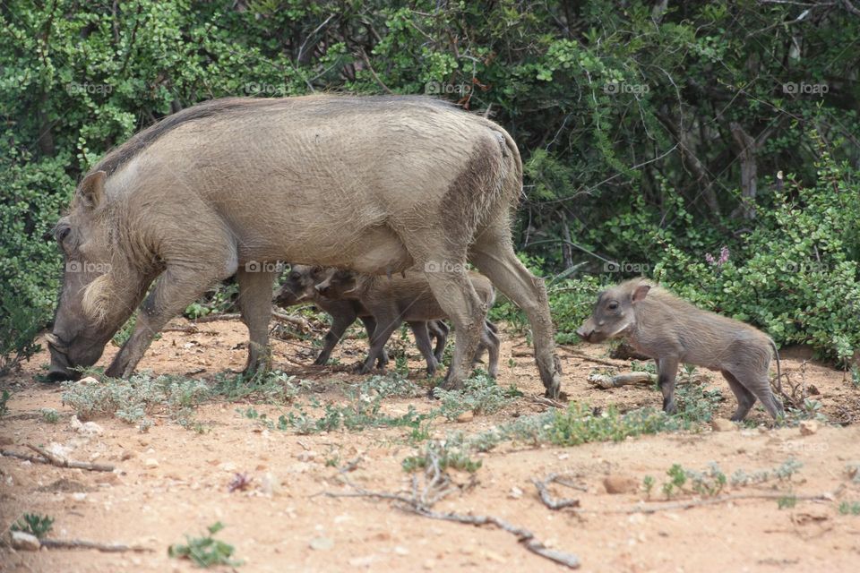 warthog and little ones