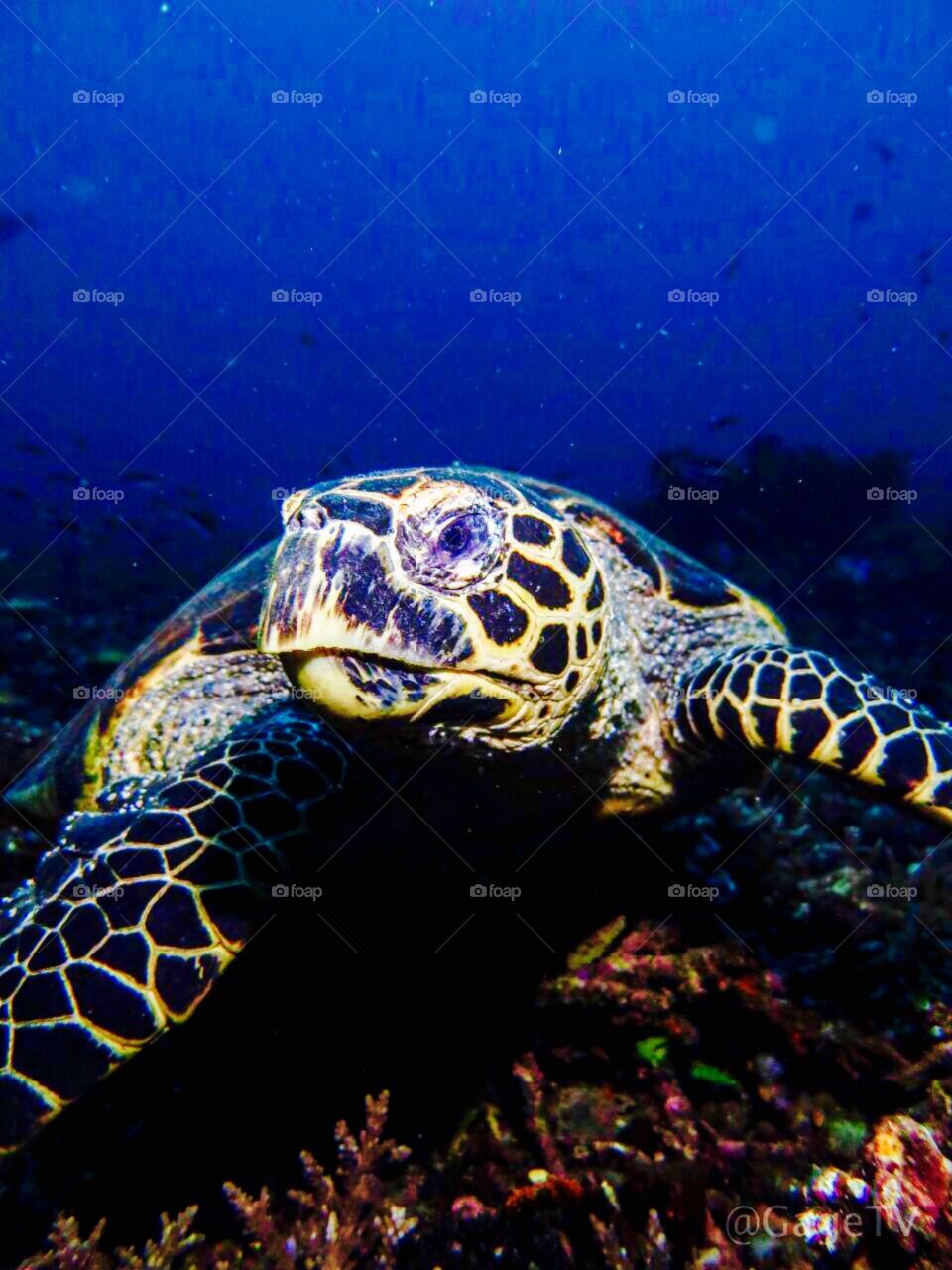 underwater shot of  a sea turtle